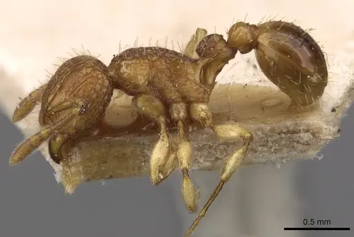 Tetramorium eleates - CASENT0909192