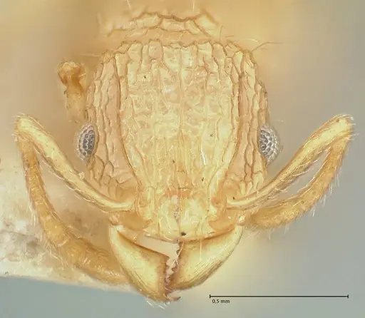 Tetramorium eleates - FOCOL2106