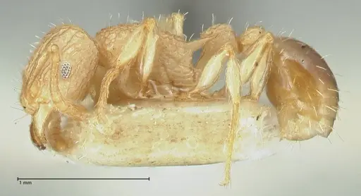 Tetramorium eleates - FOCOL2106