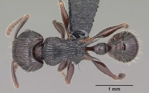 Tetramorium electrum specimen