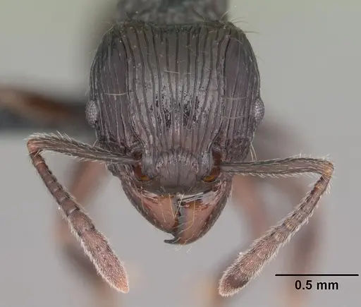 Tetramorium electrum specimen