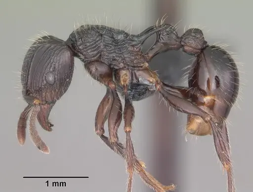 Tetramorium electrum specimen