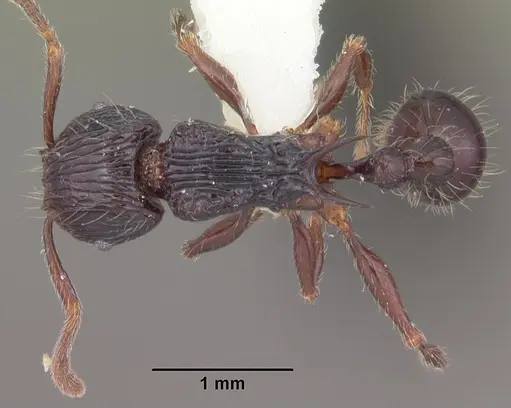 Tetramorium electrum - CASENT0102350