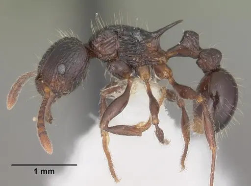 Tetramorium electrum - CASENT0102350