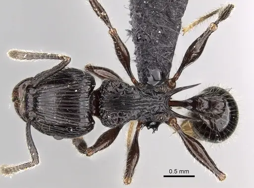 Tetramorium electrum - CASENT0162856