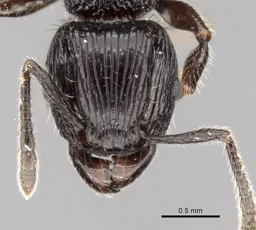 Tetramorium electrum - CASENT0162856