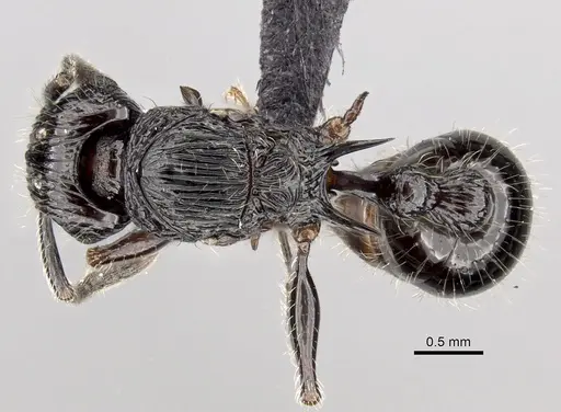 Tetramorium electrum - CASENT0163327
