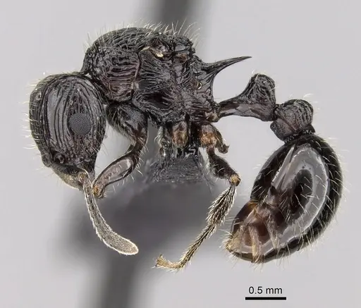 Tetramorium electrum - CASENT0163327
