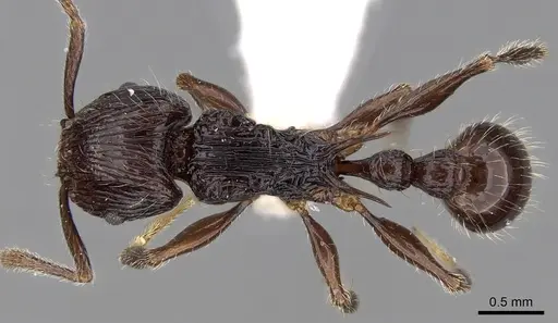 Tetramorium electrum - CASENT0280589
