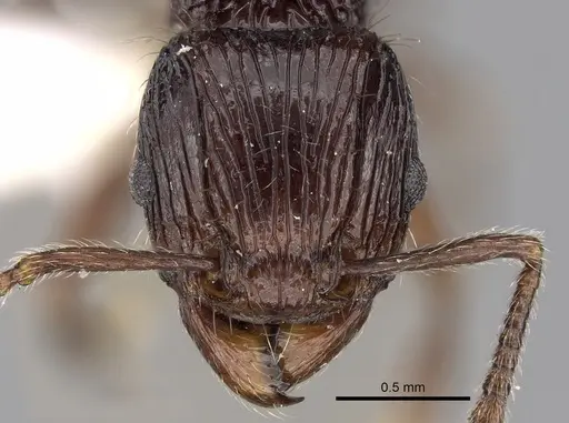 Tetramorium electrum - CASENT0280589