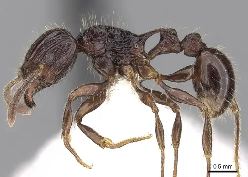 Tetramorium electrum - CASENT0280589