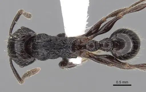 Tetramorium electrum - CASENT0280850