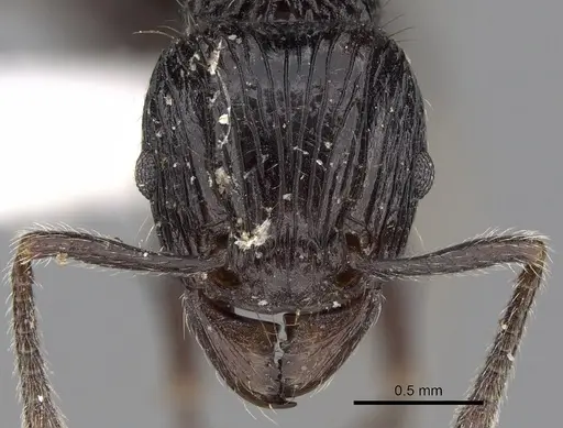Tetramorium electrum - CASENT0280850