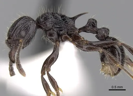 Tetramorium electrum - CASENT0280850