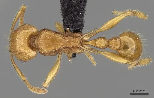 Tetramorium elf specimen
