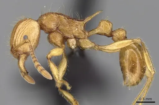 Tetramorium elf specimen