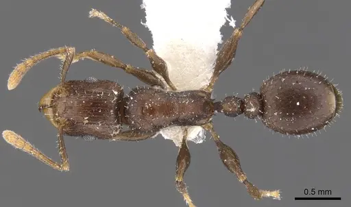 Tetramorium elidisum specimen