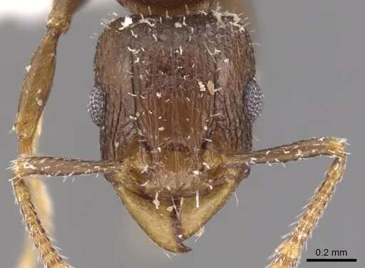 Tetramorium elidisum specimen