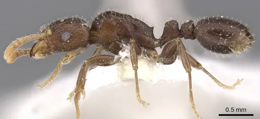 Tetramorium elidisum specimen