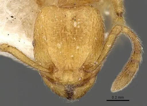 Tetramorium elisabethae specimen