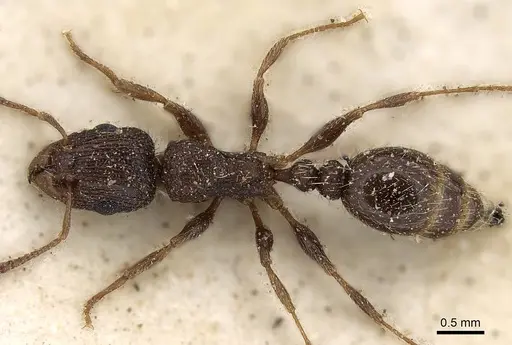 Tetramorium emeryi specimen