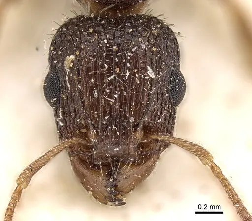 Tetramorium emeryi specimen