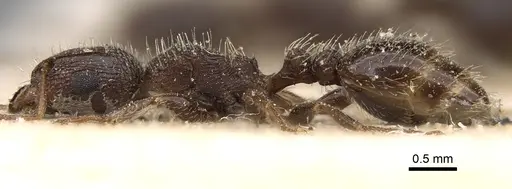 Tetramorium emeryi specimen