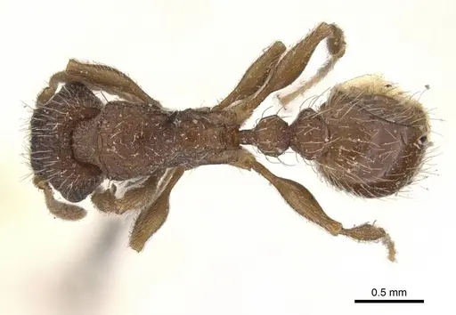 Tetramorium emeryi - CASENT0909130