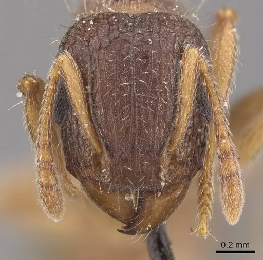 Tetramorium emeryi - CASENT0909130