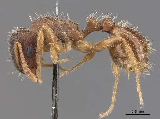 Tetramorium emeryi - CASENT0909130