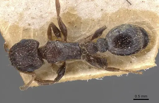 Tetramorium emeryi - CASENT0909131