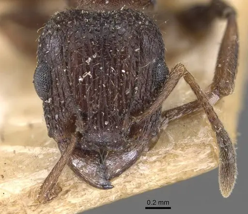 Tetramorium emeryi - CASENT0909131