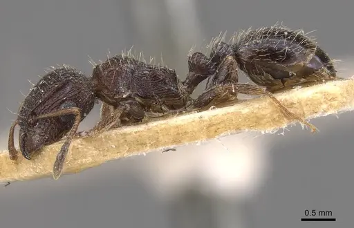 Tetramorium emeryi - CASENT0909131