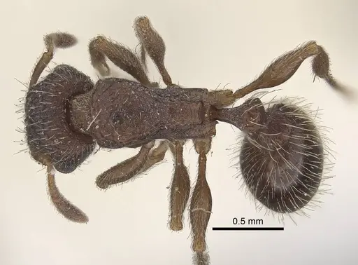 Tetramorium emeryi - CASENT0919648