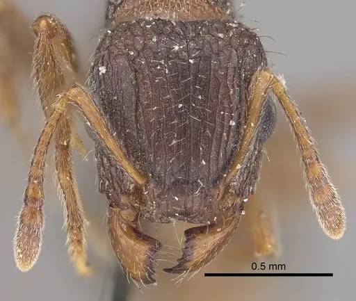 Tetramorium emeryi - CASENT0919648