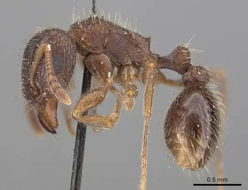 Tetramorium emeryi - CASENT0919648