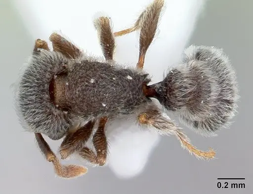 Tetramorium eminii specimen