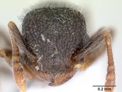 Tetramorium eminii specimen