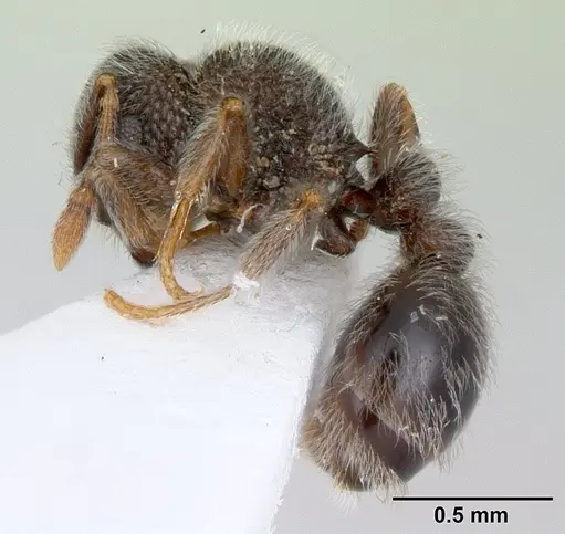 Tetramorium eminii specimen
