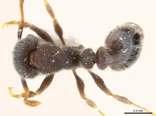 Tetramorium eminii - CASENT0217074