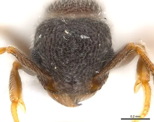 Tetramorium eminii - CASENT0217074