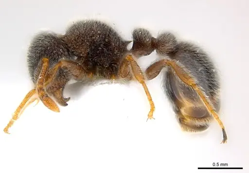 Tetramorium eminii - CASENT0217074