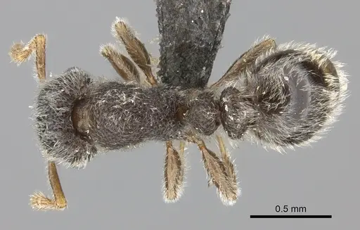 Tetramorium eminii - CASENT0235782