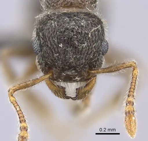 Tetramorium eminii - CASENT0235782