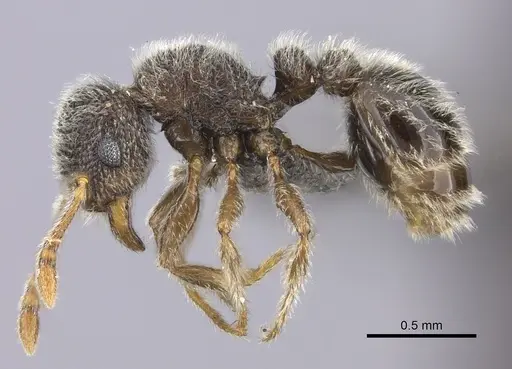 Tetramorium eminii - CASENT0235782