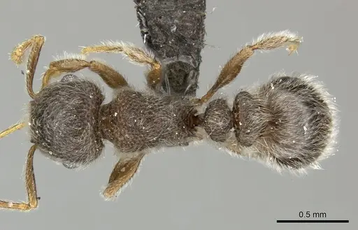 Tetramorium eminii - CASENT0249023