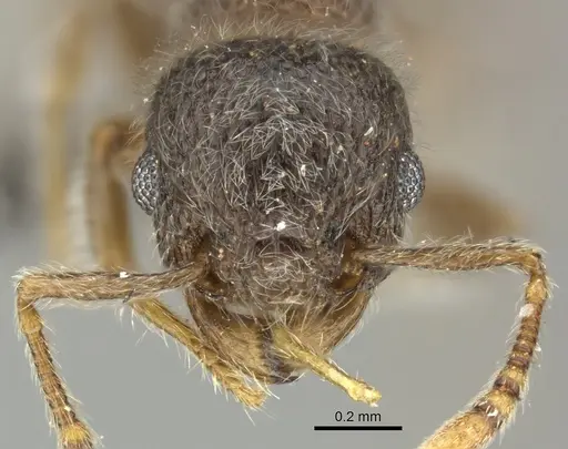 Tetramorium eminii - CASENT0249023