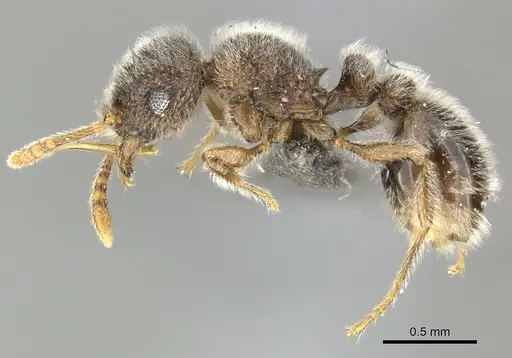 Tetramorium eminii - CASENT0249023