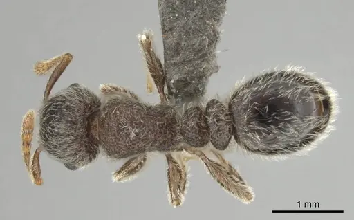 Tetramorium eminii - CASENT0252983