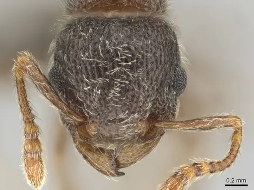 Tetramorium eminii - CASENT0252983